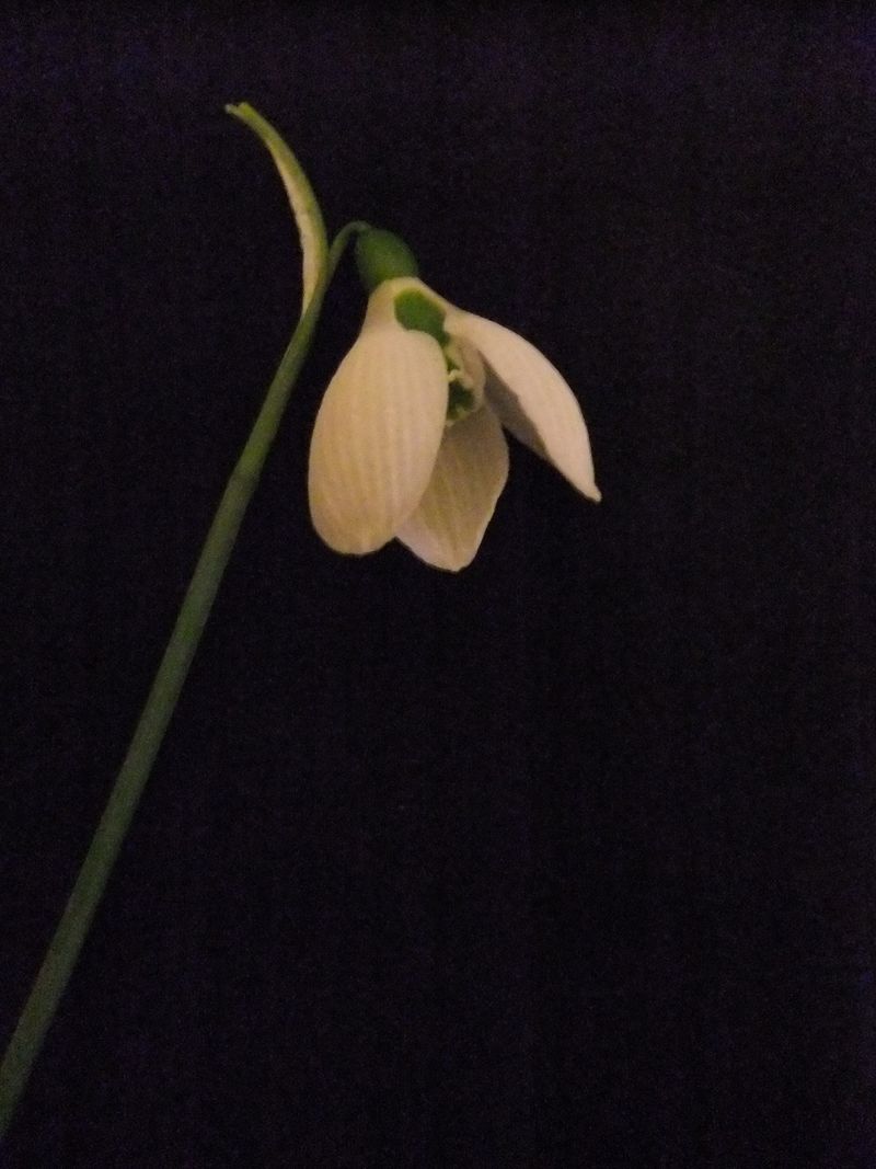 Snowdrop 010