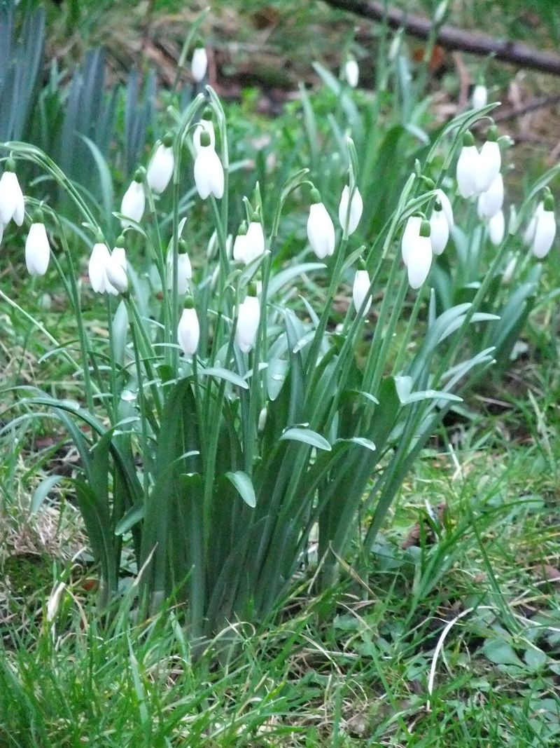 Snowdrop 003