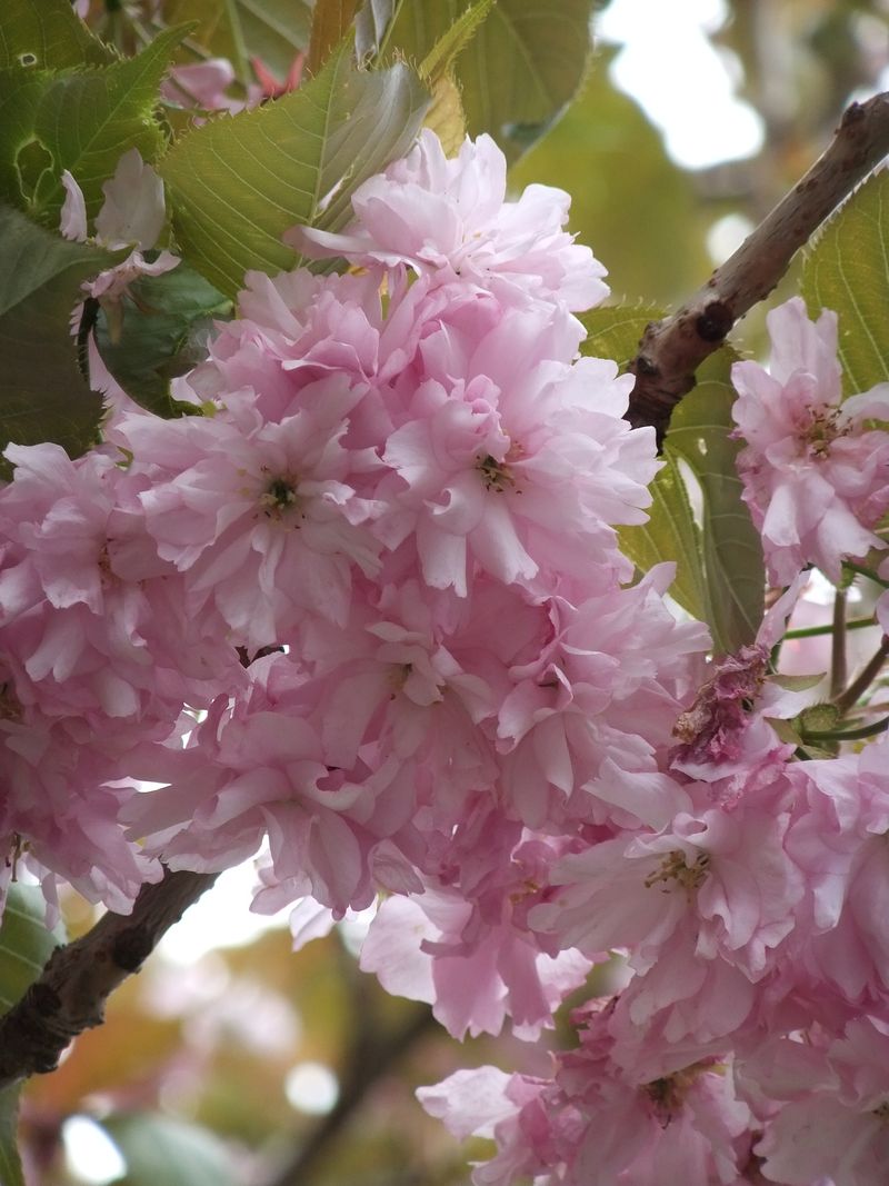 May Blossom 005