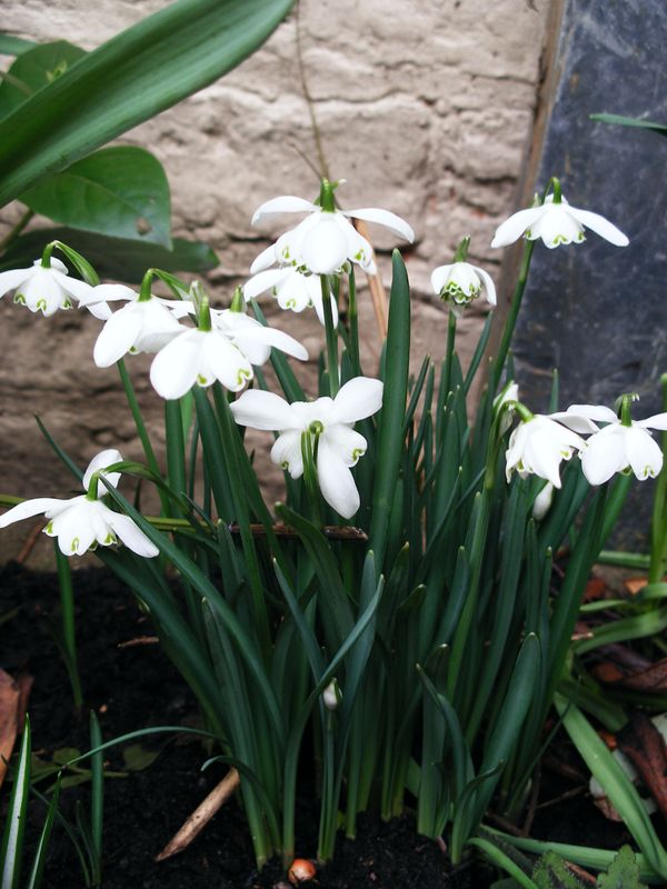 Miniature SNOWDROP in a pot, Tiny crochet white flower, Snow - Inspire  Uplift