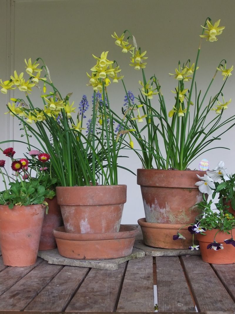 May flowers 2014 030