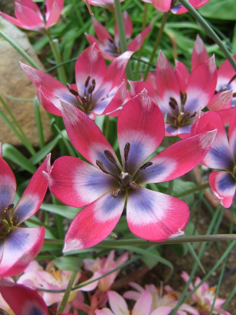 May flowers 2014 038